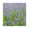 LAVANDA "HIDECOTE" Diametro Vaso 14 Cm