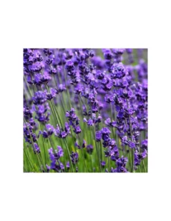 LAVANDA IN VASO ALBERELLO Diametro Vaso 14 Cm