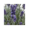 LAVANDA "INGLESE" Diametro Vaso 19 Cm