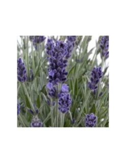 LAVANDA "INGLESE" Diametro Vaso 19 Cm