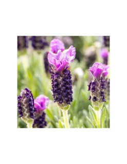 LAVANDA STOECHAS ALBERELLO Diametro Vaso 14 Cm