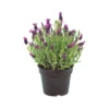 LAVANDA "STOECHAS" Diametro Vaso 14 Cm
