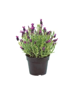 LAVANDA "STOECHAS" Diametro Vaso 14 Cm