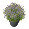 LAVANDA "STOECHAS" Diametro Vaso 19 Cm