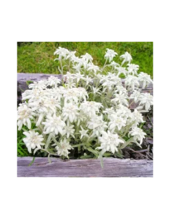 STELLA ALPINA Diametro Vaso 12 Cm -Vendite Forniture Da Giardino leontopodium alpinum vaso diametro 12 cm 2