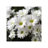 LEUCANTHEMUM MAXIMUM "SNOW LADY" F1 VASO Diametro Vaso 12 Cm