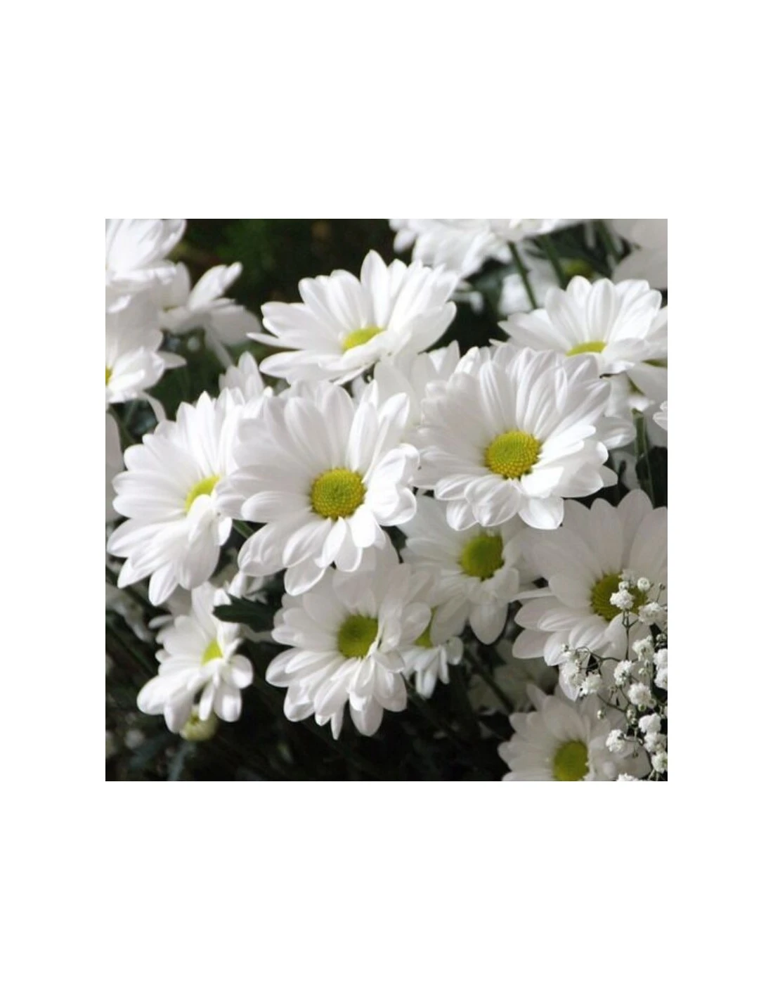LEUCANTHEMUM MAXIMUM "SNOW LADY" F1 VASO Diametro Vaso 12 Cm 1 LEUCANTHEMUM MAXIMUM "SNOW LADY" F1 VASO Diametro Vaso 12 Cm
