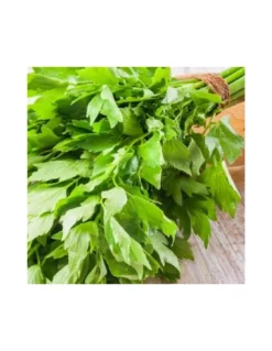 LEVISTICO (Sedano Di Montagna) Diametro Vaso 14 Cm