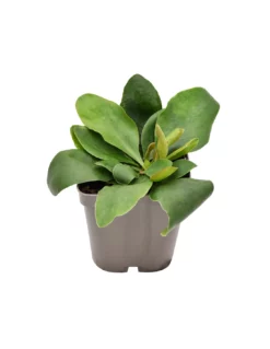 LIMONIUM LATIFOLIUM WHITE "statice O Limonio" Diametro Vaso 11 Cm