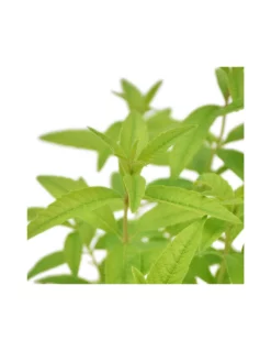 LIPPIA CITRIODORA Diametro Vaso 14 Cm -Vendite Forniture Da Giardino lippia citriodora v 14 1