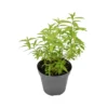 LIPPIA CITRIODORA Diametro Vaso 14 Cm