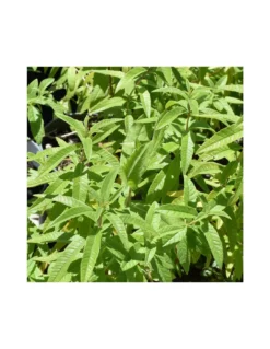 LIPPIA CITRIODORA Diametro Vaso 14 Cm -Vendite Forniture Da Giardino lippia citriodora v 14 2