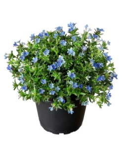 LITHODORA "litodora" Diametro Vaso 14 Cm