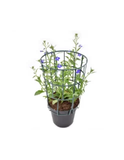 LOBELIA Diametro Vaso 14 Cm -Vendite Forniture Da Giardino lobelia v14 1