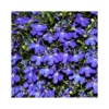 LOBELIA Diametro Vaso 14 Cm