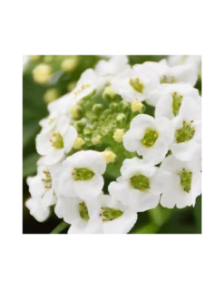 LOBULARIA Diametro Vaso 14 Cm -Vendite Forniture Da Giardino lobularia v 14 1