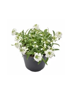 LOBULARIA Diametro Vaso 14 Cm