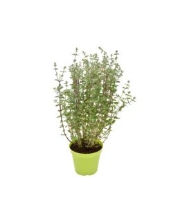 MAGGIORANA ALBERELLO Diametro Vaso 14 Cm