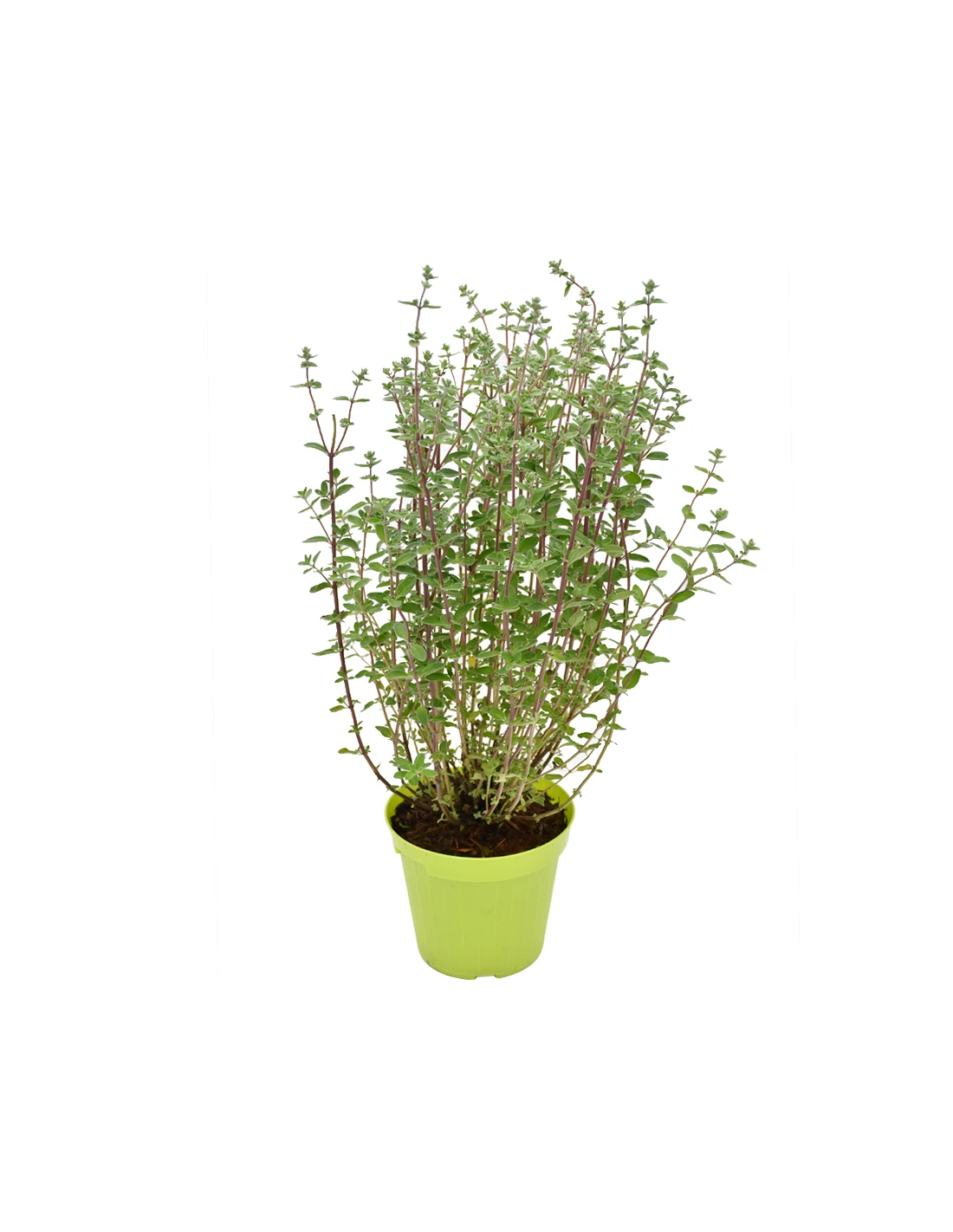 MAGGIORANA ALBERELLO Diametro Vaso 14 Cm 1 MAGGIORANA ALBERELLO Diametro Vaso 14 Cm