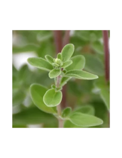 MAGGIORANA Diametro Vaso 14 Cm -Vendite Forniture Da Giardino maggiorana diametro vaso 14 cm 1