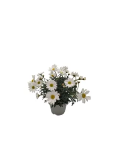 MARGHERITA Diametro Vaso 10 Cm