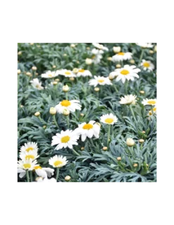 MARGHERITA - BIANCA Diametro Vaso 14 Cm -Vendite Forniture Da Giardino margherita v 14 2