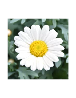 MARGHERITA - BIANCA Diametro Vaso 14 Cm