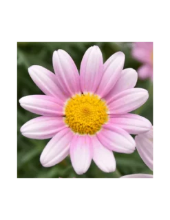 MARGHERITA - PINK Diametro Vaso 14 Cm