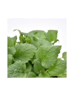 Gazebo Parts Direct Sales Store -Vendite Forniture Da Giardino melissa diametro vaso 14 cm 1