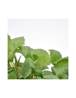 MELISSA Diametro Vaso 14 Cm -Vendite Forniture Da Giardino melissa diametro vaso 14 cm 2