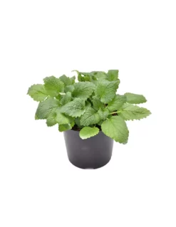 MELISSA Diametro Vaso 14 Cm