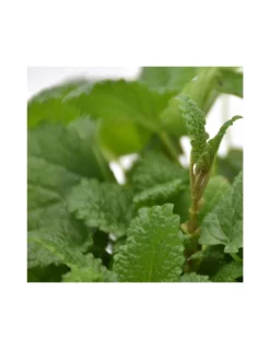 MELISSA Diametro Vaso 14 Cm -Vendite Forniture Da Giardino melissa diametro vaso 14 cm 3