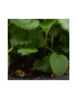 MELISSA Diametro Vaso 14 Cm -Vendite Forniture Da Giardino melissa diametro vaso 14 cm 4