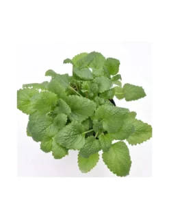 MELISSA Diametro Vaso 14 Cm -Vendite Forniture Da Giardino melissa diametro vaso 14 cm 5