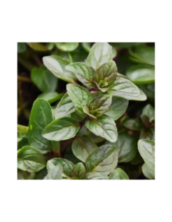 Gazebo Parts Direct Sales Store -Vendite Forniture Da Giardino menta glaciale diametro vaso 14 cm 1