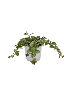 MENTA GLACIALE Diametro Vaso 14 Cm