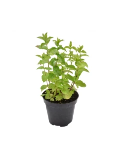 MENTA PIPERITA Diametro Vaso 14 Cm
