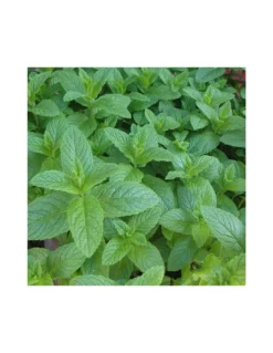 MENTA PULEGIA Diametro Vaso 14 Cm