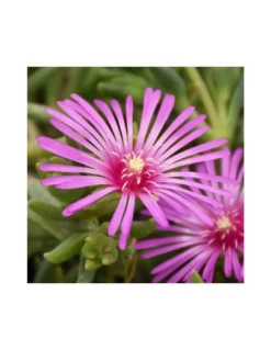 DELOSPERMUM COOPERI Diametro Vaso 14 Cm -Vendite Forniture Da Giardino mesembrianthemum delospermum v14 2