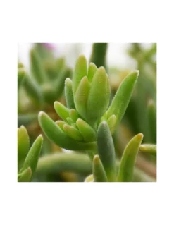 DELOSPERMUM COOPERI Diametro Vaso 14 Cm -Vendite Forniture Da Giardino mesembrianthemum delospermum v14 3