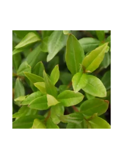 MIRTO Diametro Vaso 14 Cm -Vendite Forniture Da Giardino mirto diametro vaso 14 cm 1