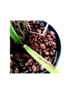 MONSTERA DELICIOSA ON MOSS-POLE 120, Diametro Vaso 25/19 Cm -Vendite Forniture Da Giardino monstera deliciosa on moss pole 120 diametro vaso 2519 cm 2