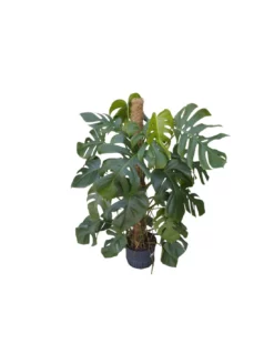 MONSTERA DELICIOSA ON MOSS-POLE 120, Diametro Vaso 25/19 Cm