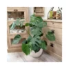 MONSTERA DELICIOSA Diametro Vaso 21 Cm
