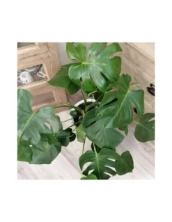 MONSTERA DELICIOSA Diametro Vaso 21 Cm -Vendite Forniture Da Giardino monstera deliciosa v 21 2