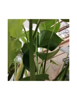 MONSTERA DELICIOSA Diametro Vaso 21 Cm -Vendite Forniture Da Giardino monstera deliciosa v 21 3