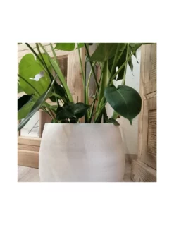 MONSTERA DELICIOSA Diametro Vaso 21 Cm -Vendite Forniture Da Giardino monstera deliciosa v 21 4