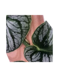 MONSTERA DUBIA (JUVENIEL) Diametro Vaso 14 Cm -Vendite Forniture Da Giardino monstera dubia juveniel diametro vaso 14 cm 3