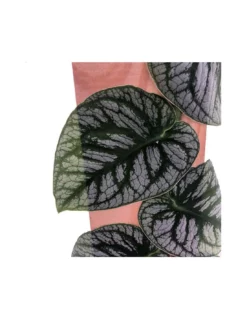 MONSTERA DUBIA (JUVENIEL) Diametro Vaso 14 Cm -Vendite Forniture Da Giardino monstera dubia juveniel diametro vaso 14 cm 4