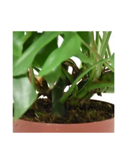 MONSTERA MINIMA Diametro Vaso 15 Cm -Vendite Forniture Da Giardino monstera minima v 15 2